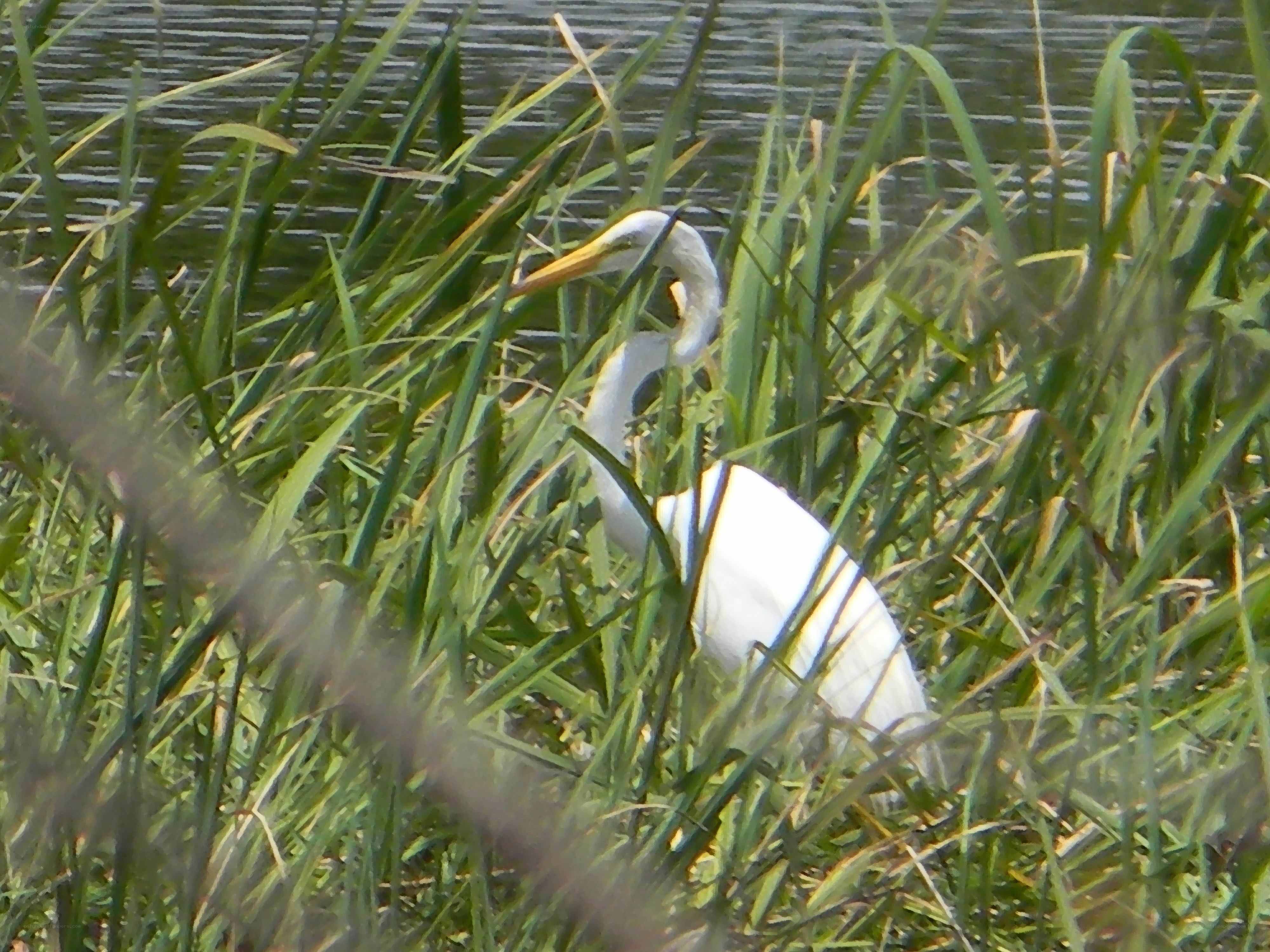White egret in tall grass