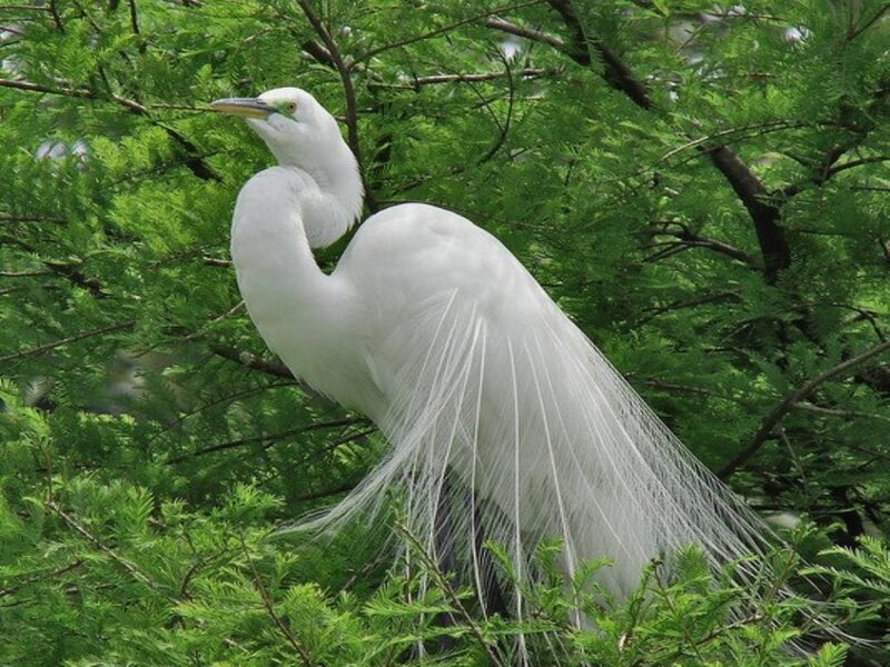 White Egret in Tree — Calm, Afternoon