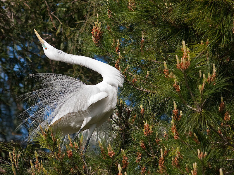White Egret in Tree — Calm