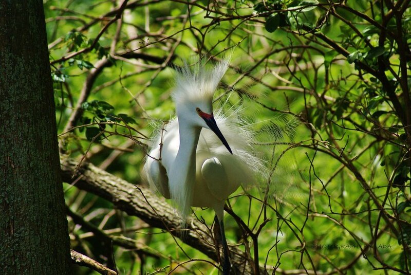 White Egret in Tree — Natural