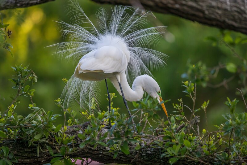 White Egret in Tree — Serene, Afternoon
