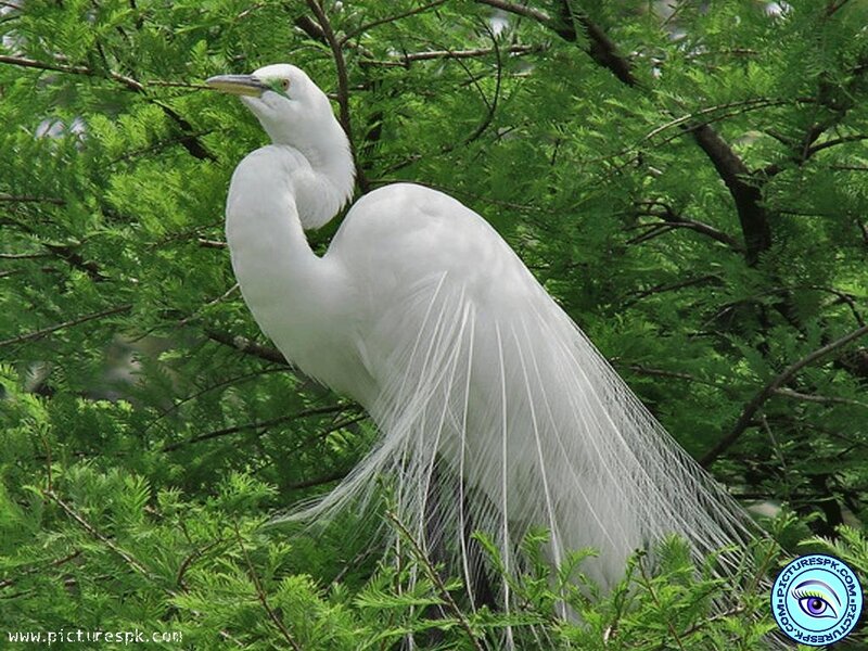 White Egret in Tree — Serene