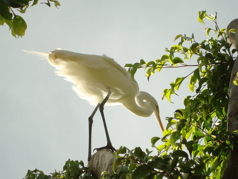 White egret in tree