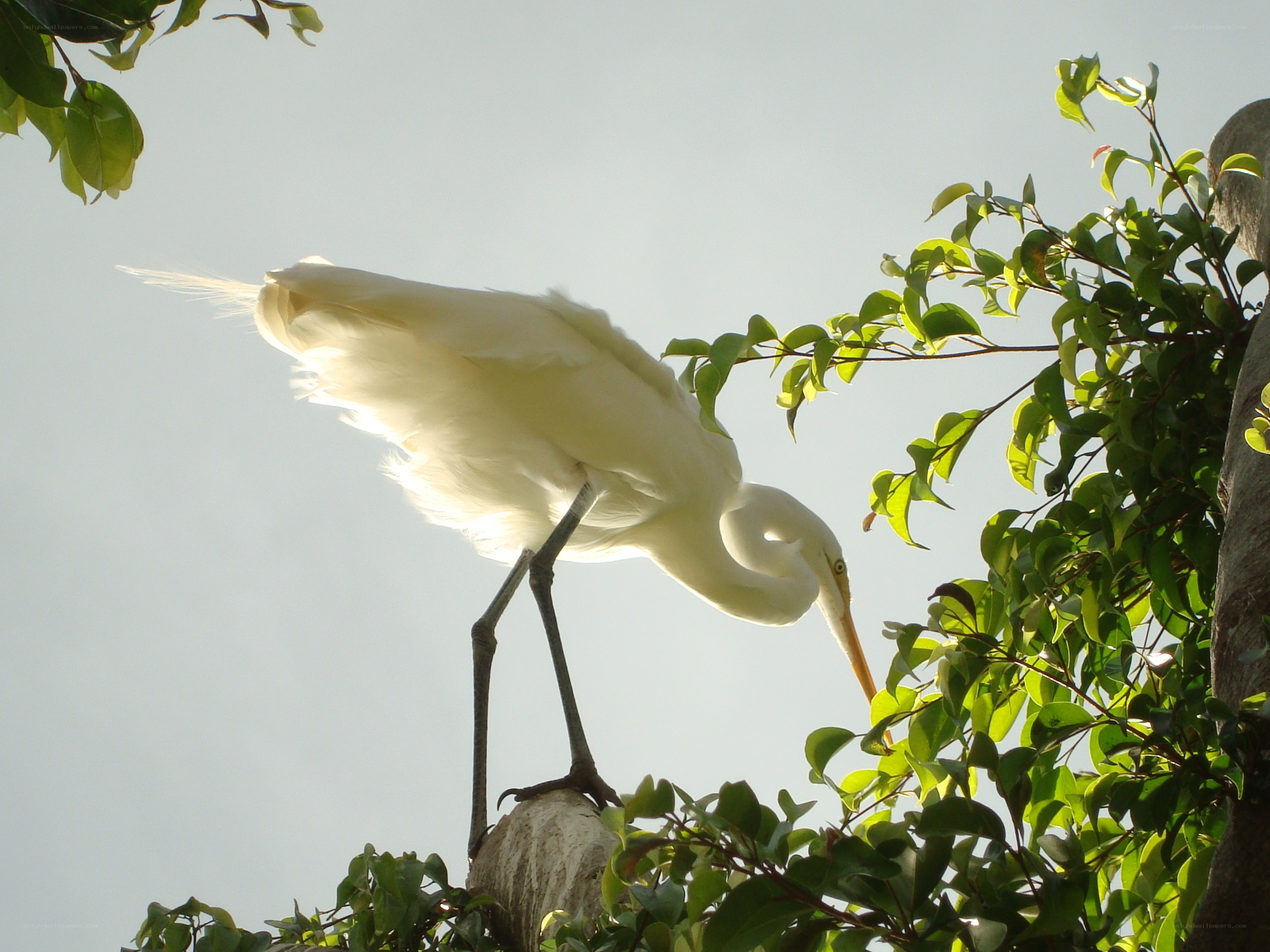 White egret in tree