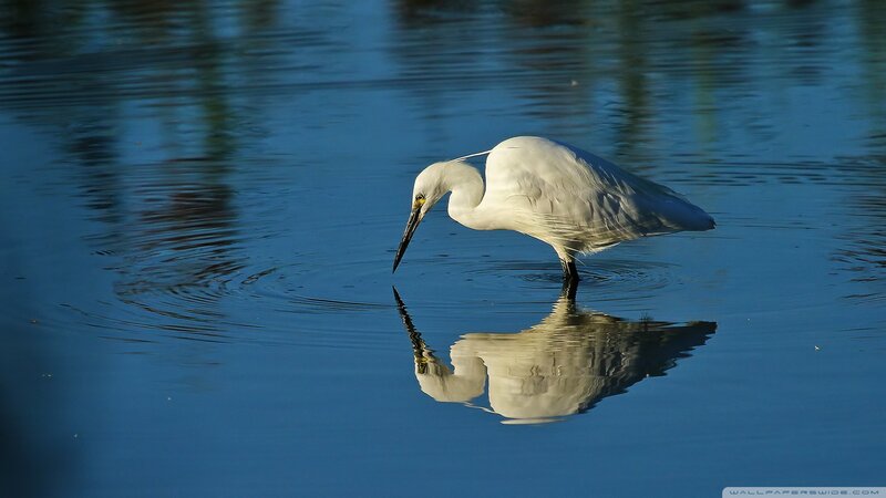 White Egret in Water — Blue