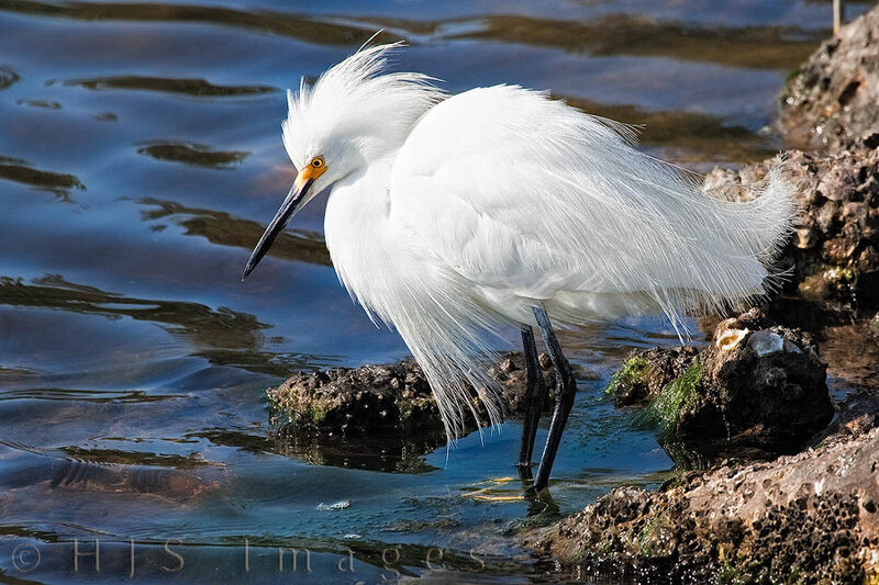 White Egret in Water — Calm, Afternoon