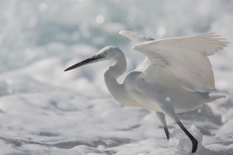 White Egret in Water — Calm, Photograph, Bird
