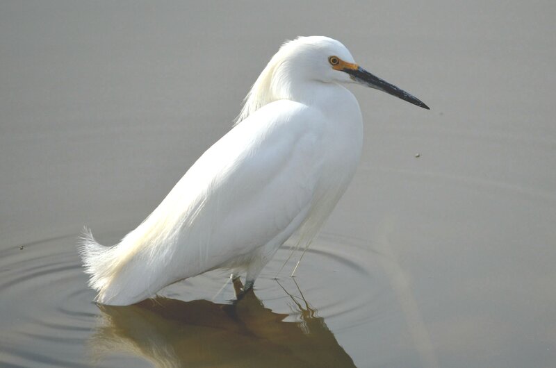 White Egret in Water — Calm, Photograph