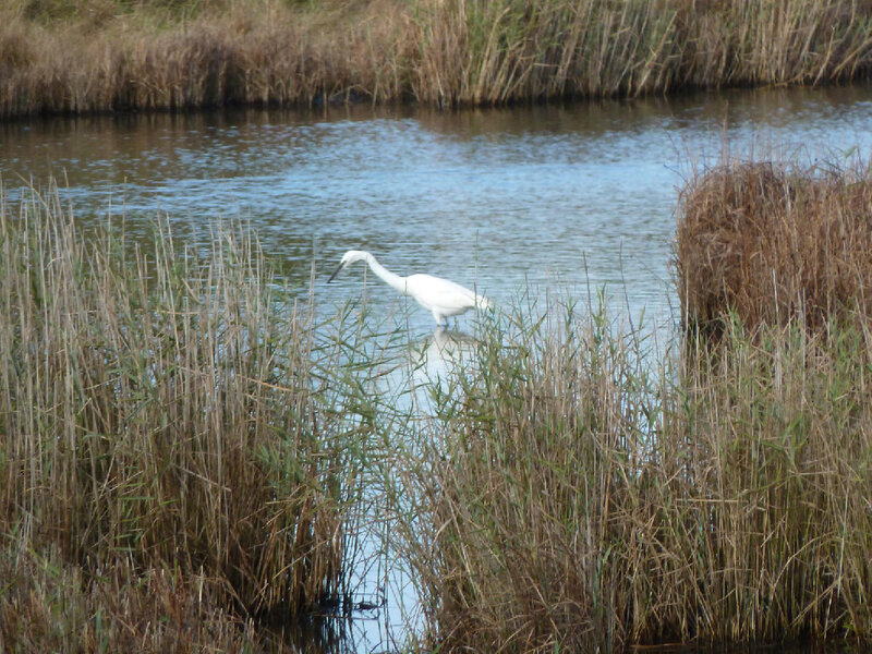White Egret in Water — Calm