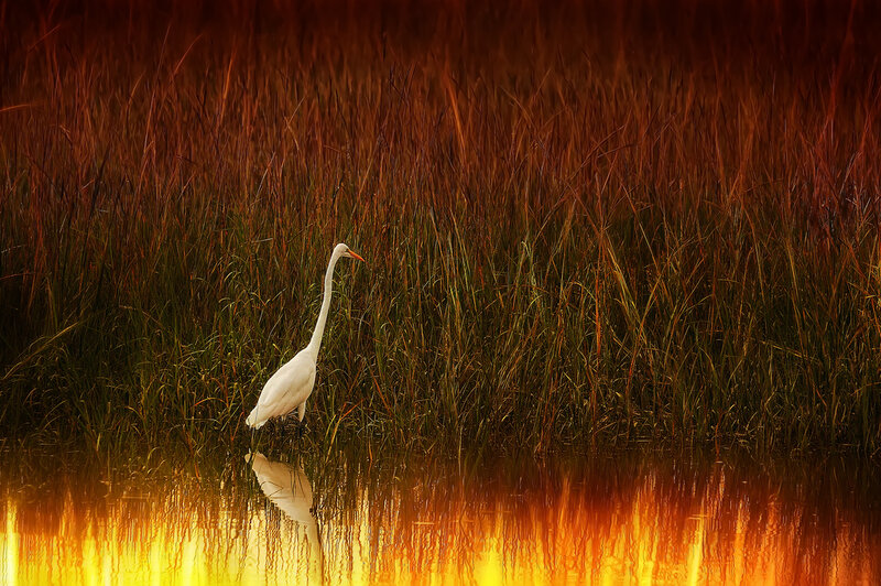 White Egret in Water — Orange