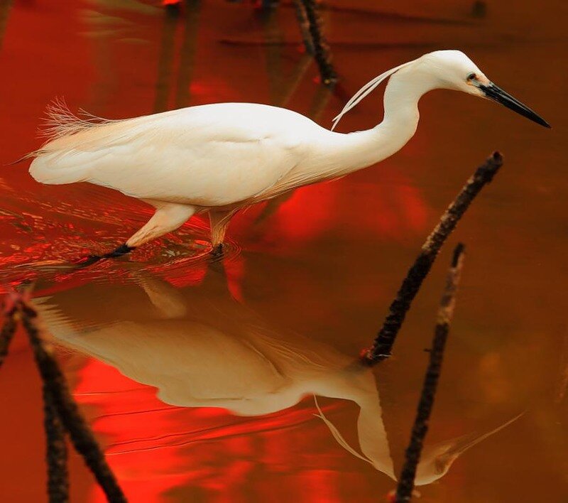 White Egret in Water — Red
