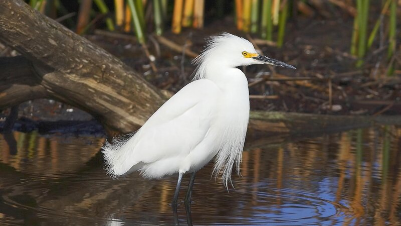 White Egret in Water — Serene, Afternoon, Photograph, Bird, Log