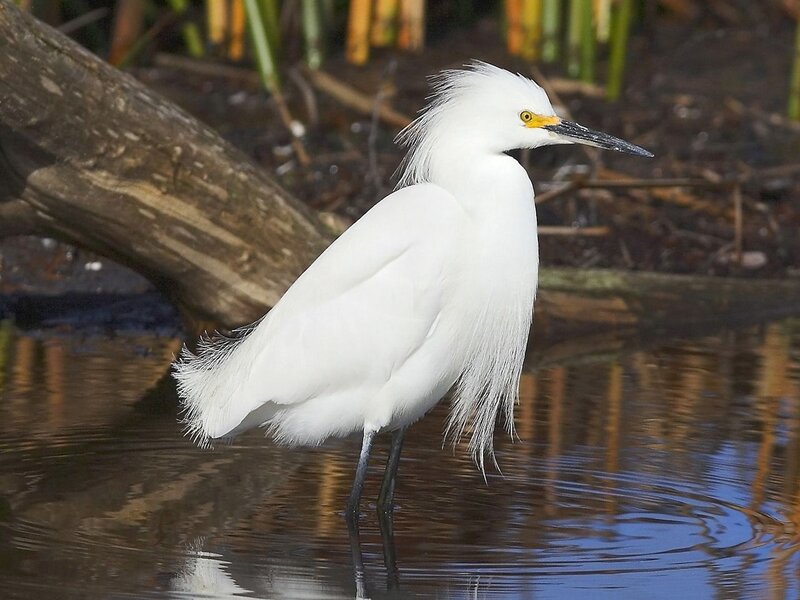 White Egret in Water — Serene, Afternoon
