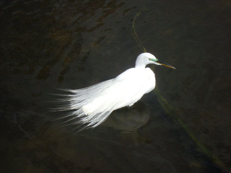 White Egret in Water — Serene, Photograph, Bird