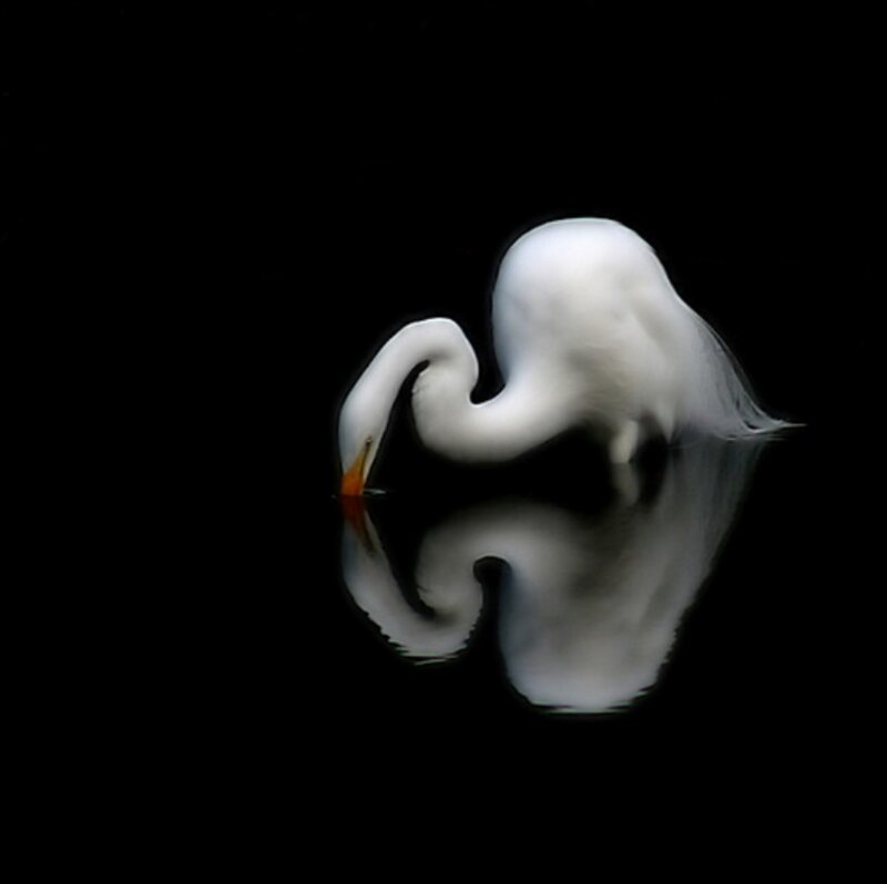 White Egret in Water — Serene, Photograph