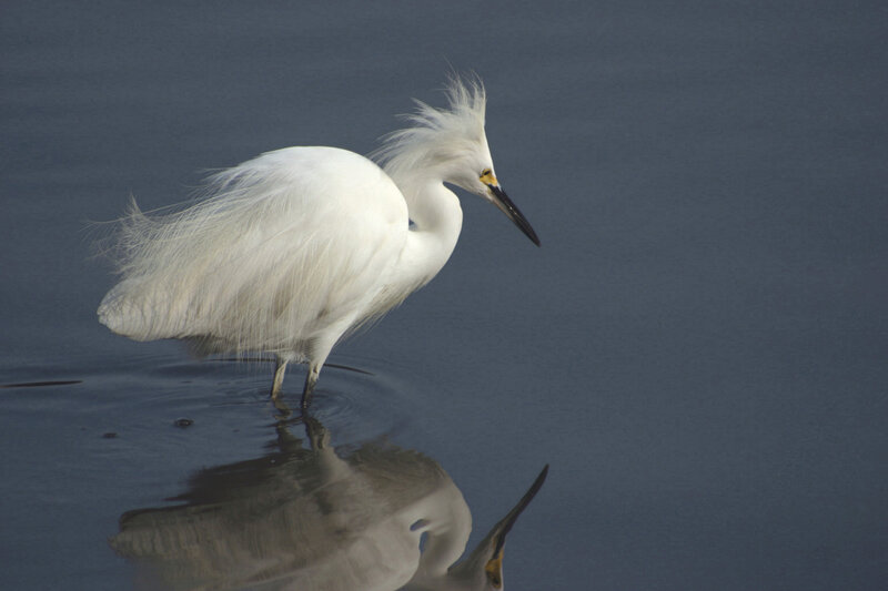 White Egret in Water — Serene