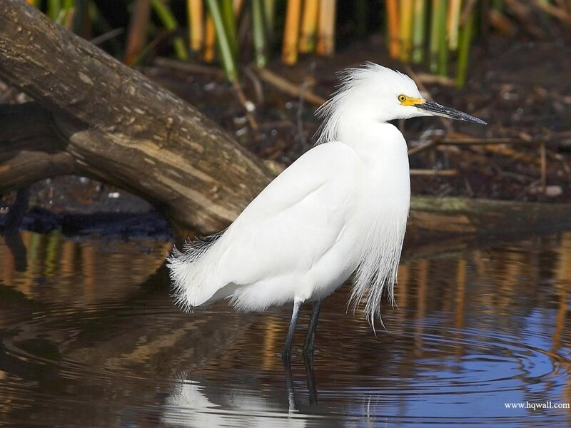 White Egret in Water
