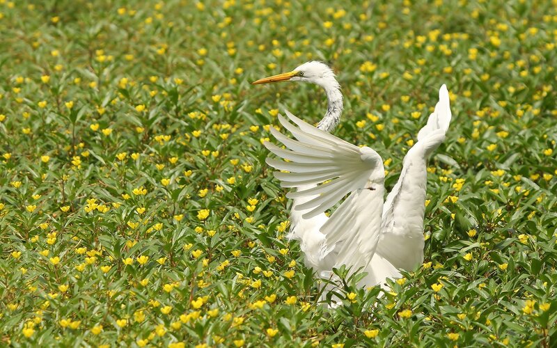 White egret in yellow flowers