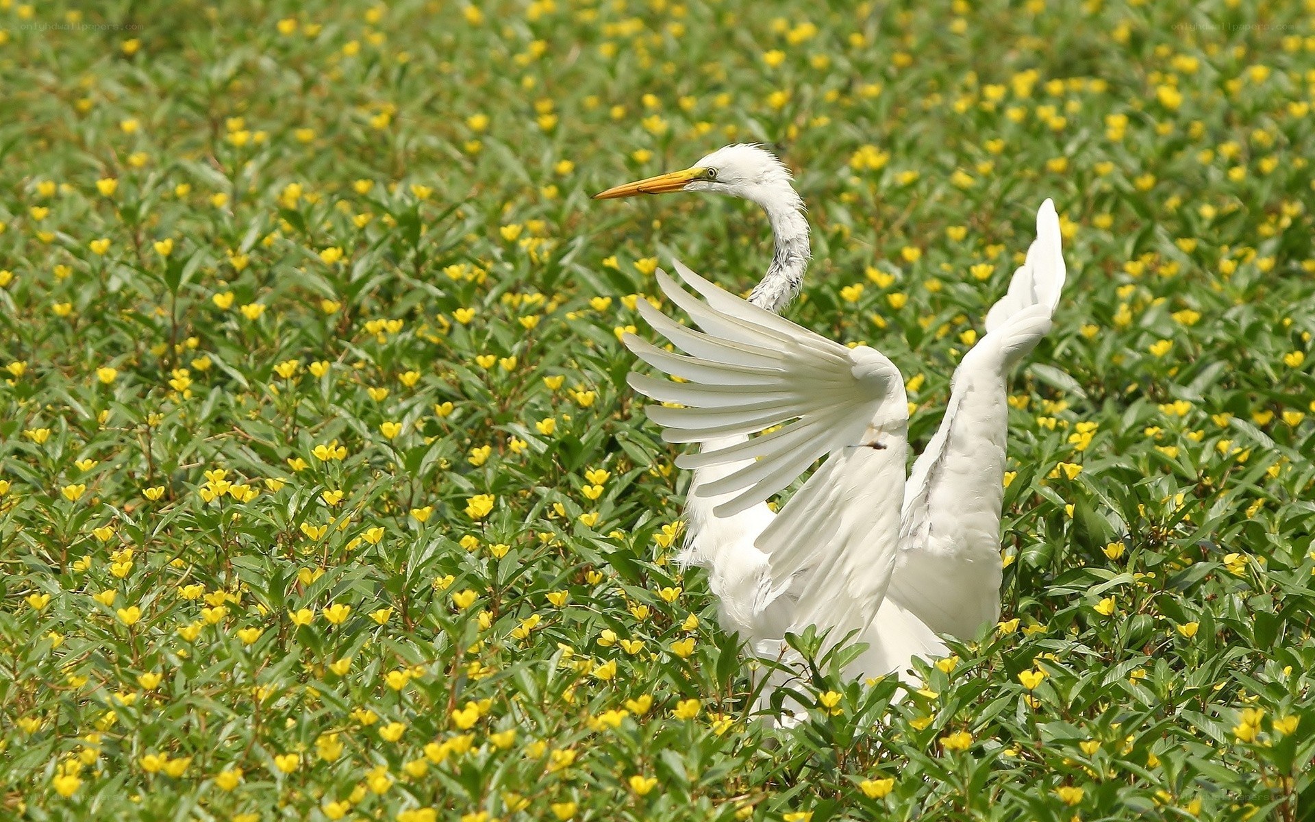 White egret in yellow flowers