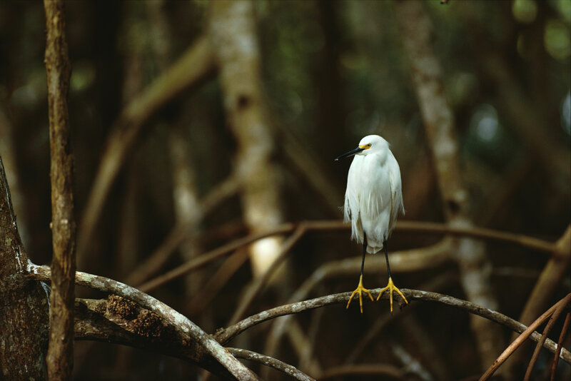 White egret on a branch