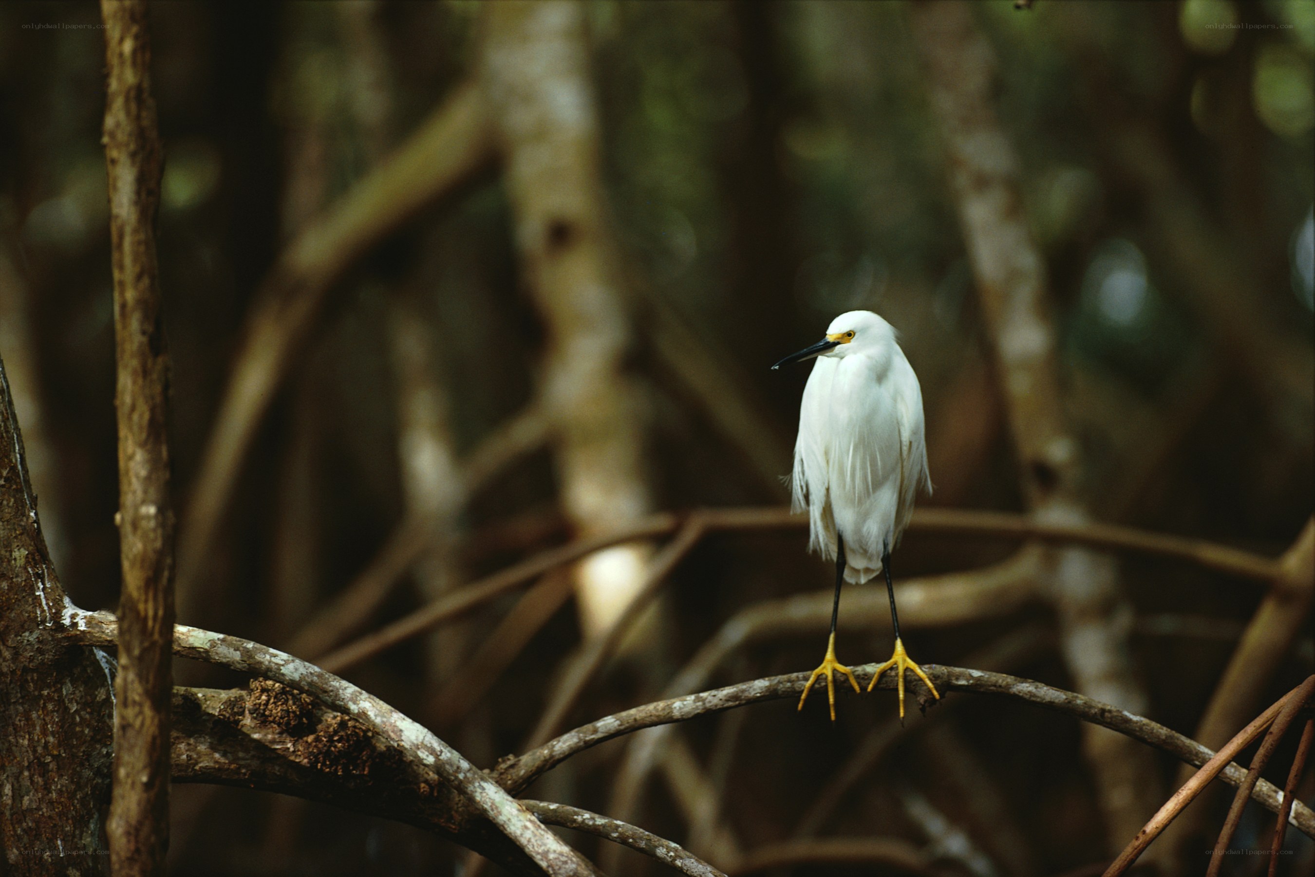 White egret on a branch
