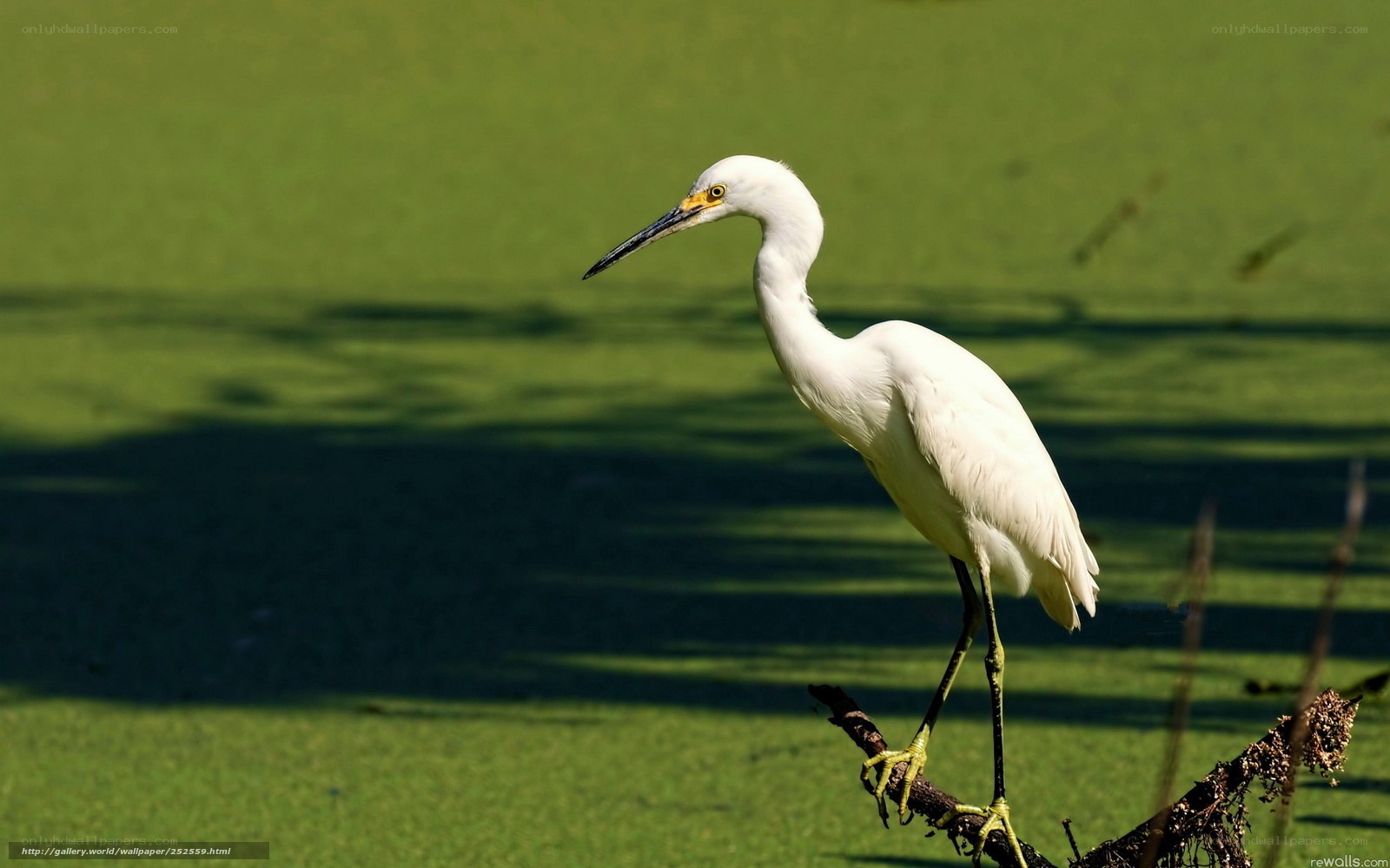 White egret on a branch