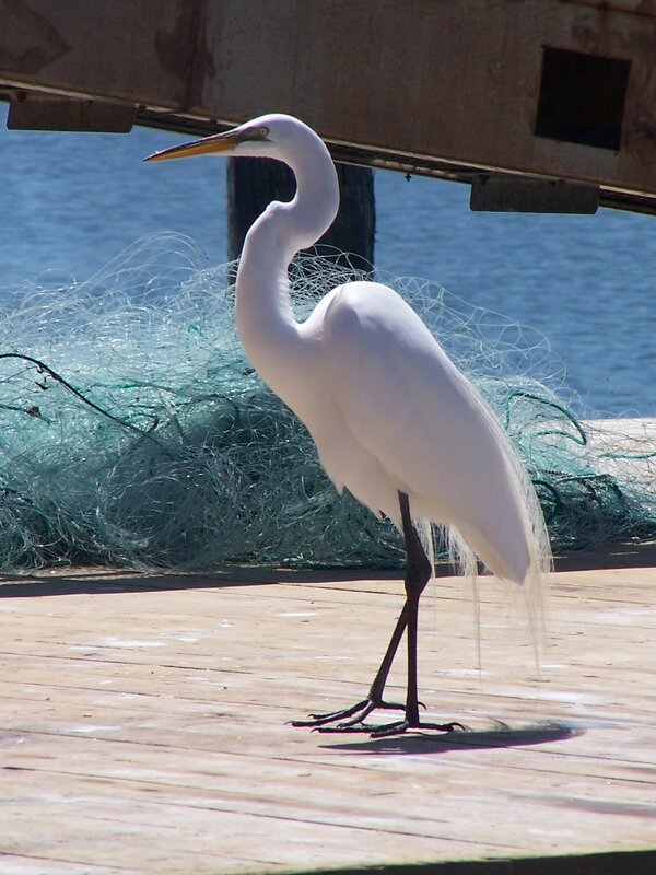 White egret on a dock