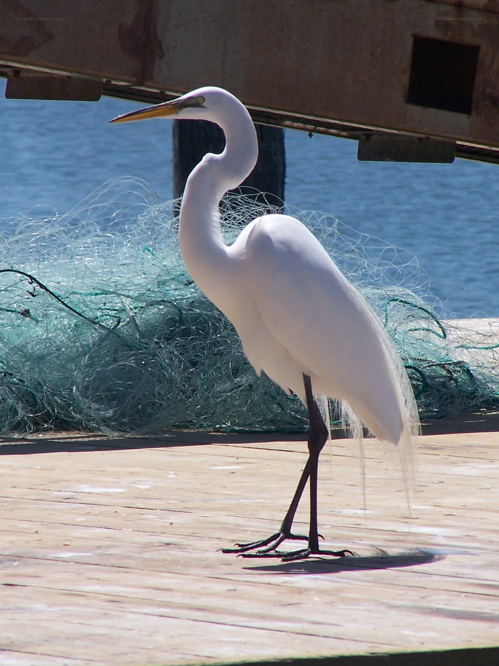 White egret on a dock