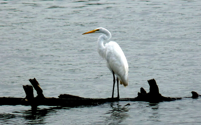 White egret on a log