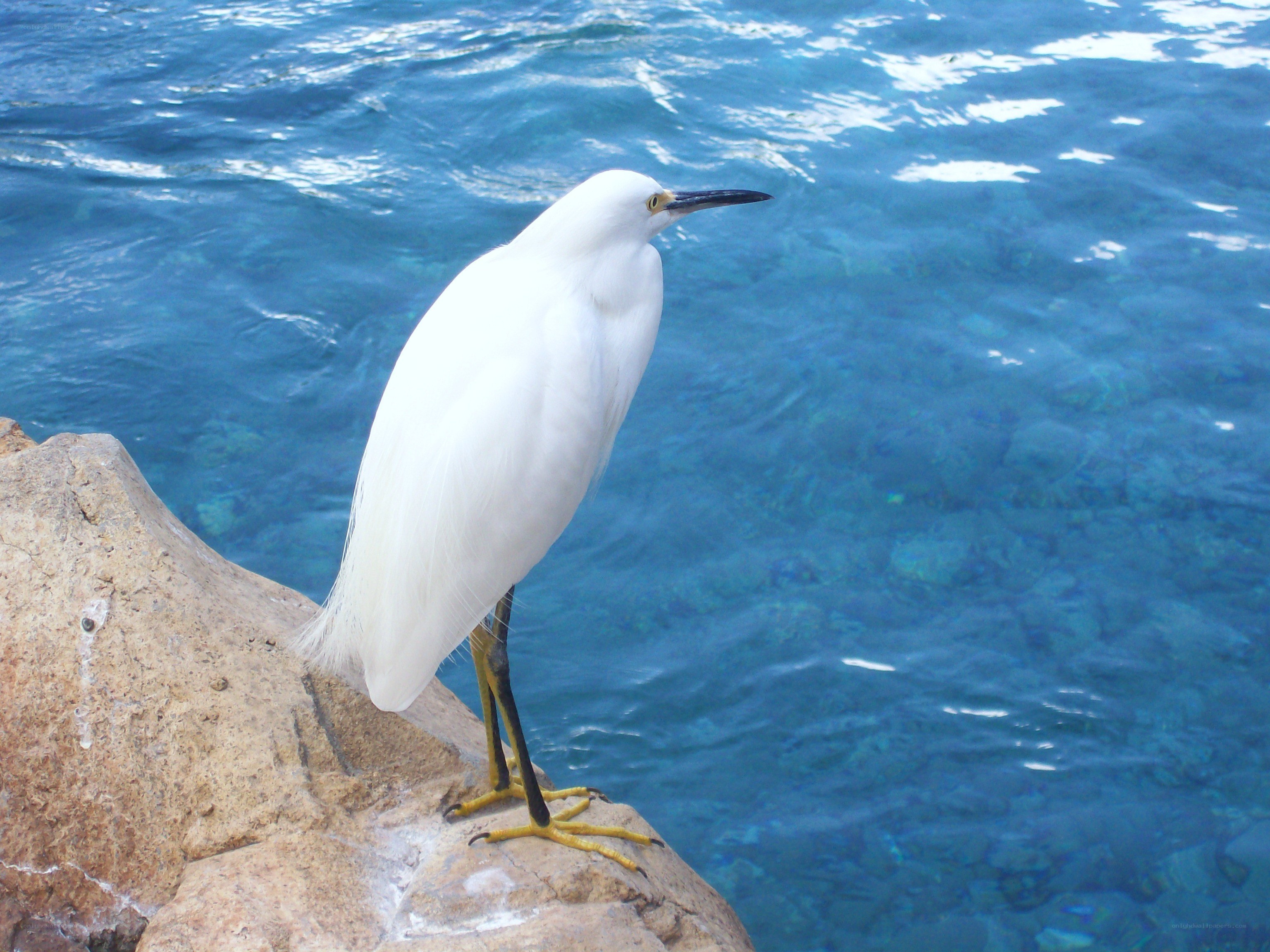 White egret on a rock