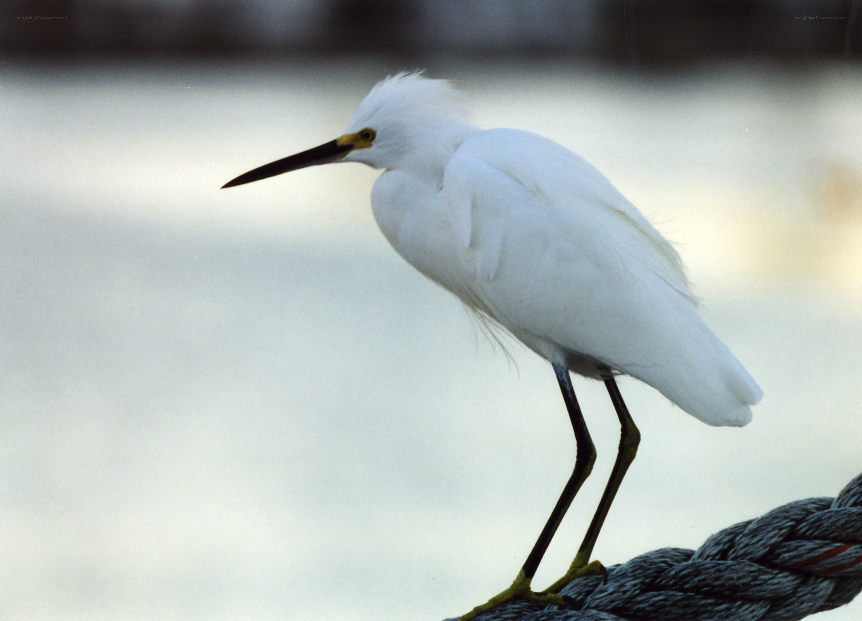 White egret on a rope