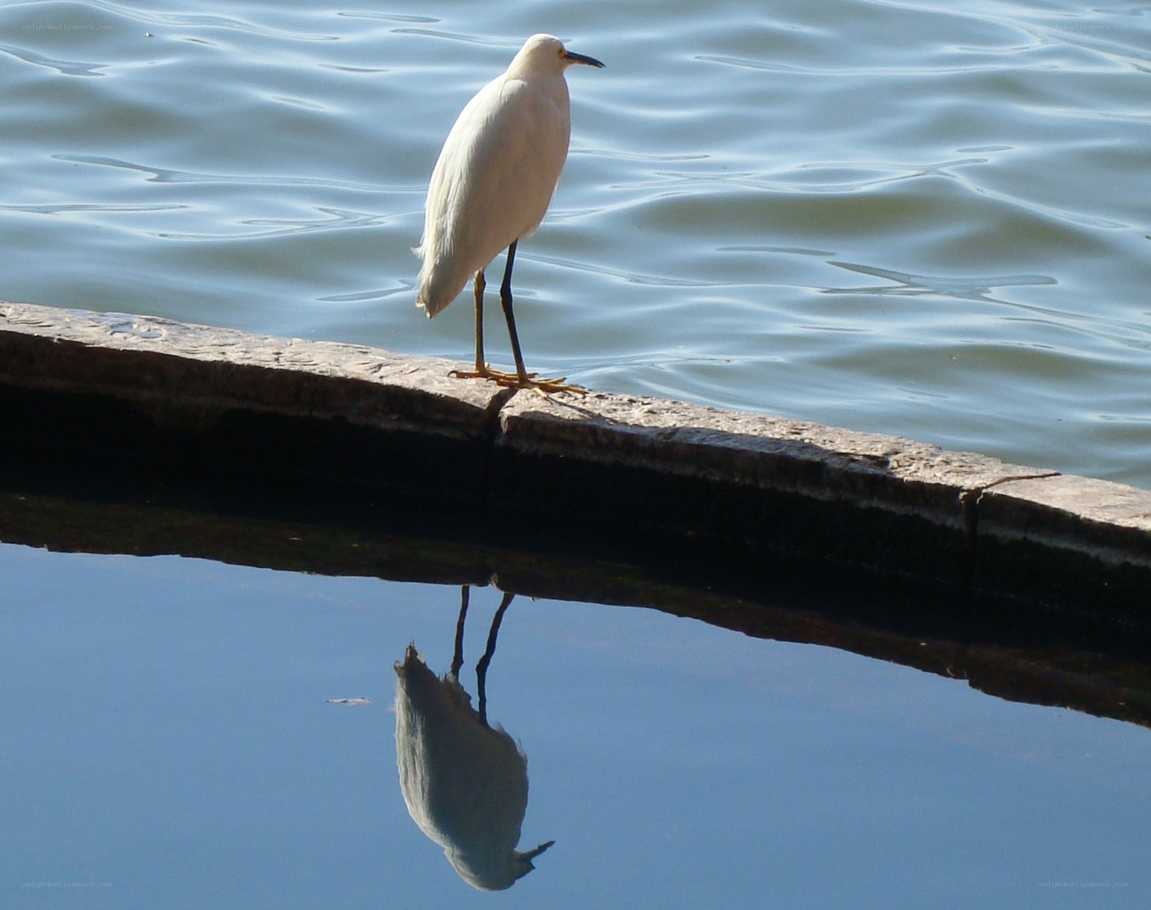 White egret on a stone ledge