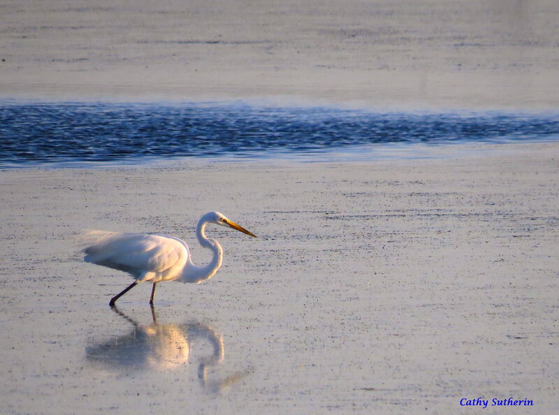 White Egret on Beach