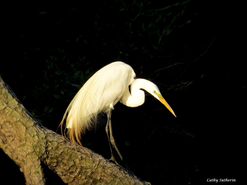 White Egret on Branch — Dramatic