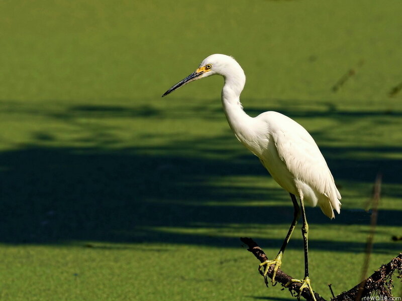 White Egret on Branch