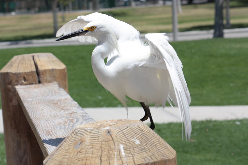 White Egret on Fence
