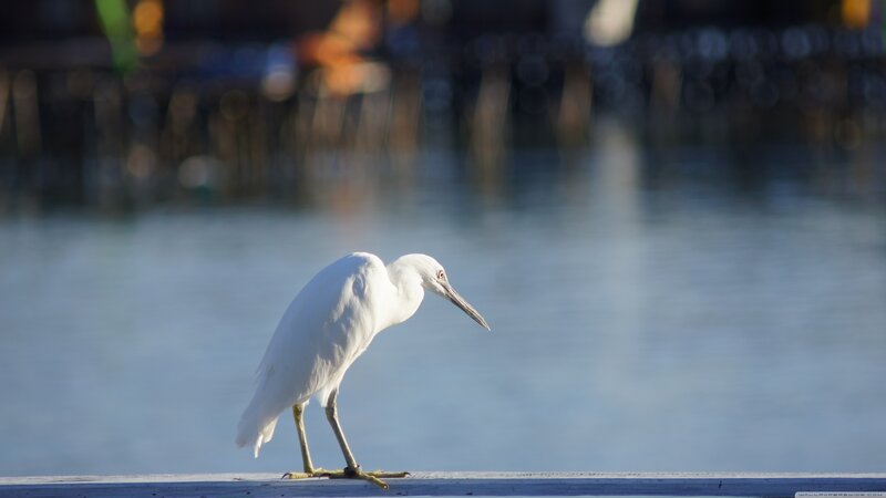 White Egret on Pier