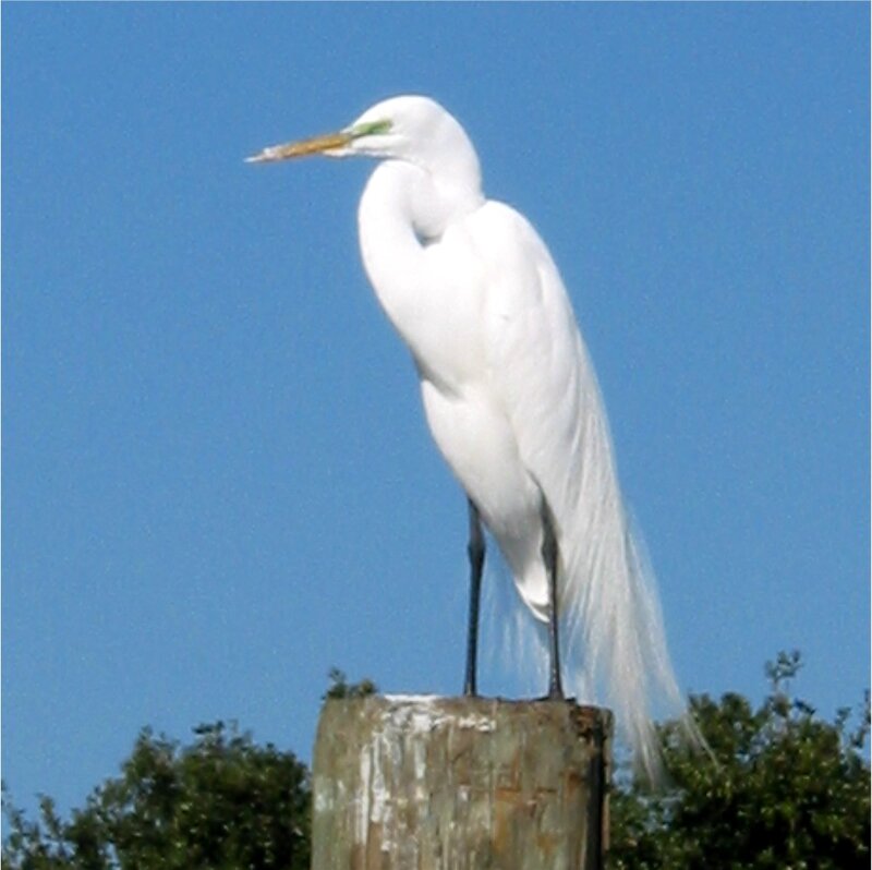 White Egret on Post