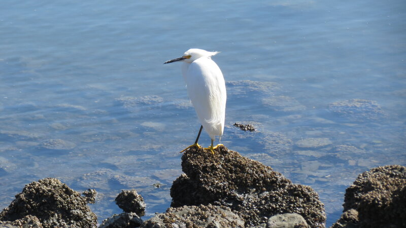 White Egret on Rock — Blue