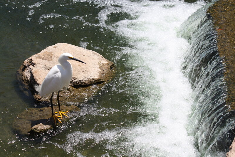 White Egret on Rock