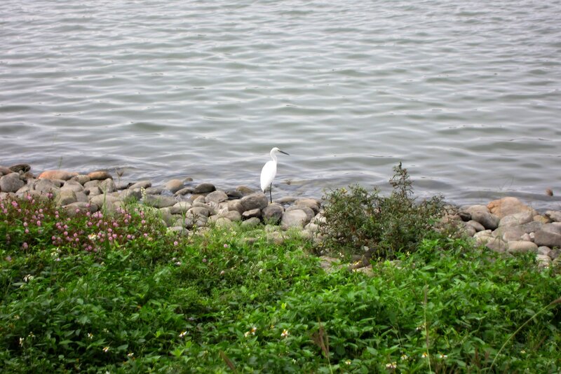 White Egret on Rocks
