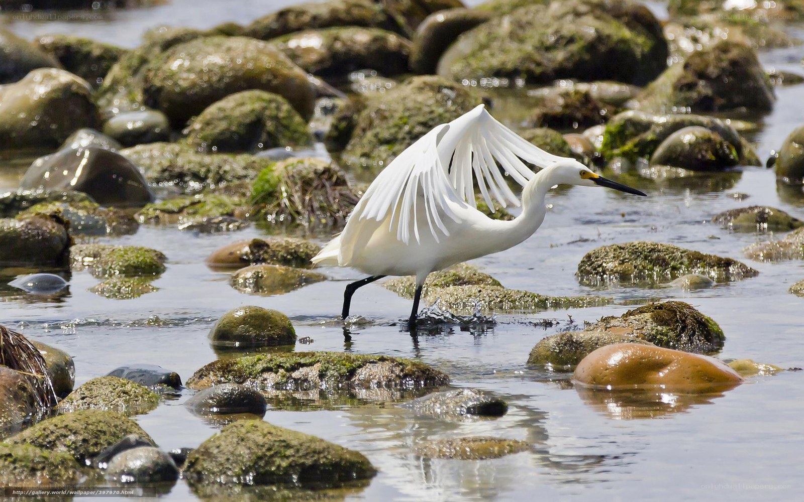 White egret on rocky shore