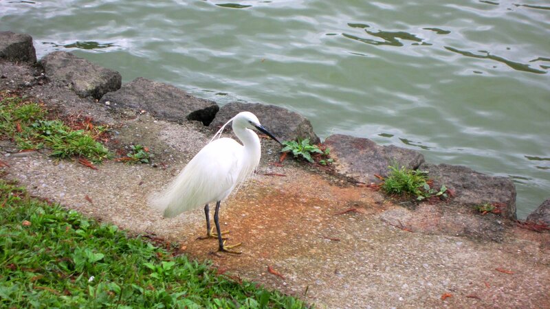 White Egret on Shore