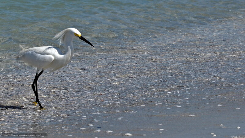 White egret on the beach