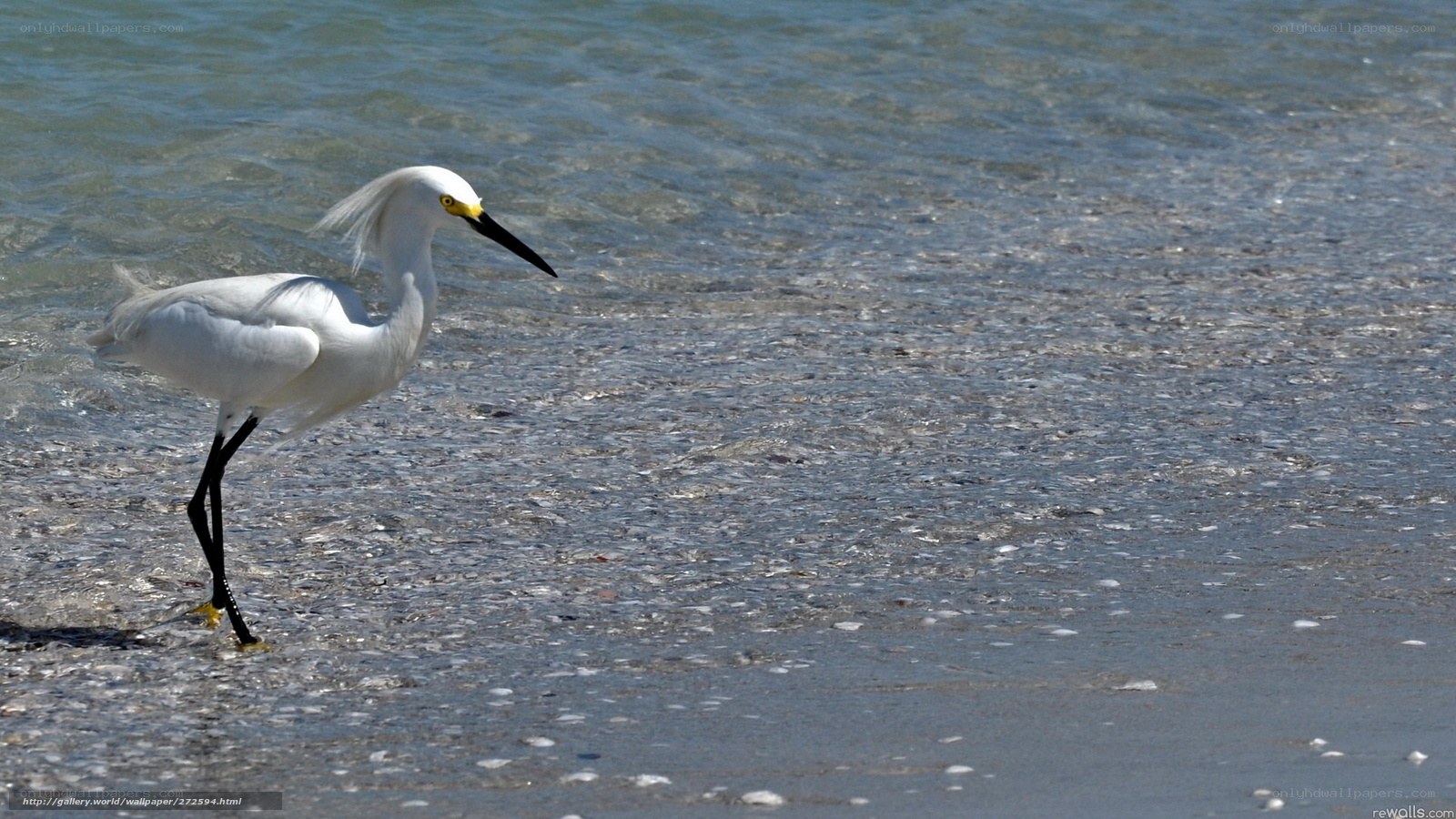 White egret on the beach