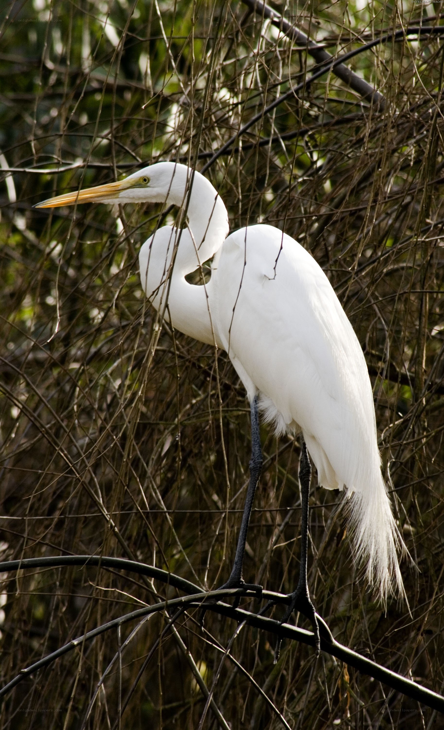White egret perched in branches