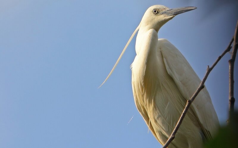 White egret perched on branch