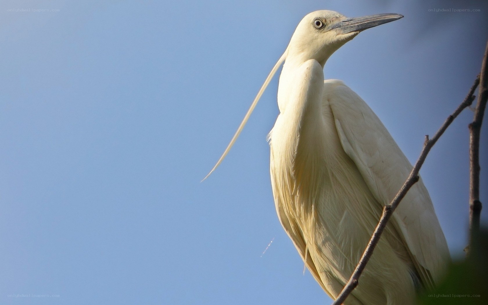 White egret perched on branch