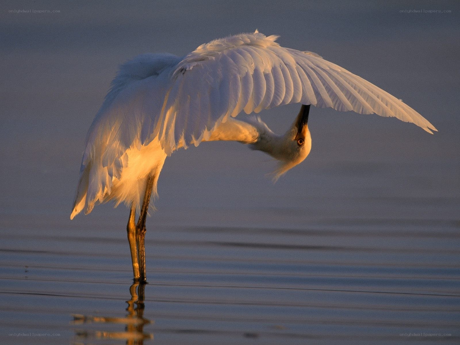 White egret preening at sunset