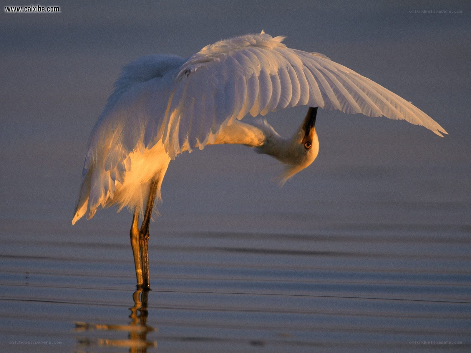 White egret preening at sunset